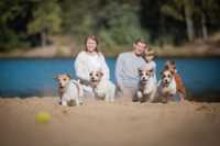 Szczeniaki Jack Russell Terrier ZKWP FCI z Rodowodem