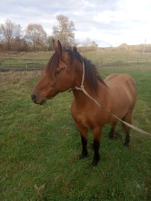 Продається кобила!