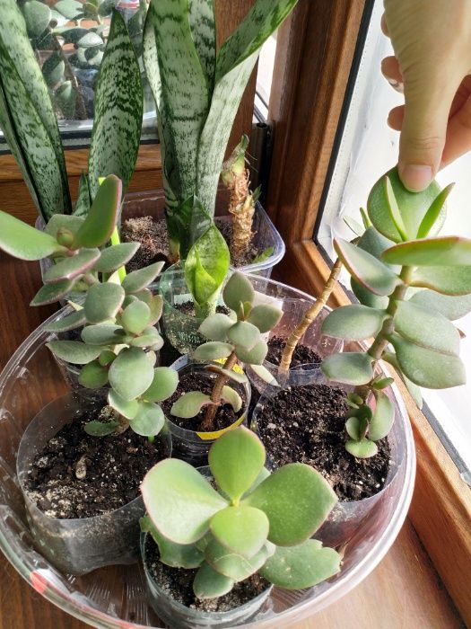 Денежное дерево, Толстянка, крассула (Crassula)