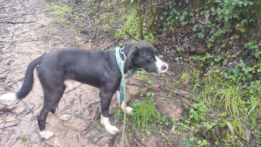 Cão macho para adopção