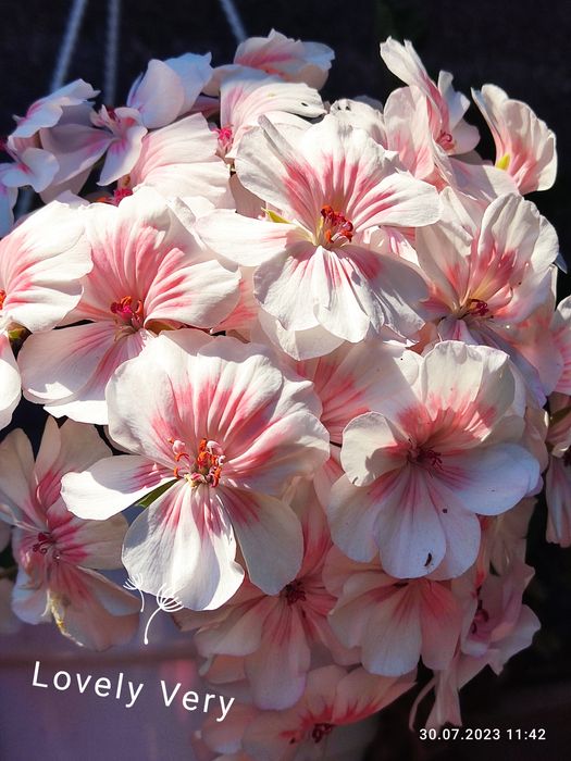 Продаю пеларгонію