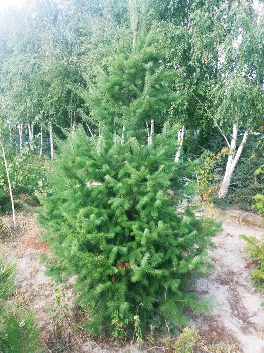 Daglezja Zielona Sina Iglaki Ocieszyn