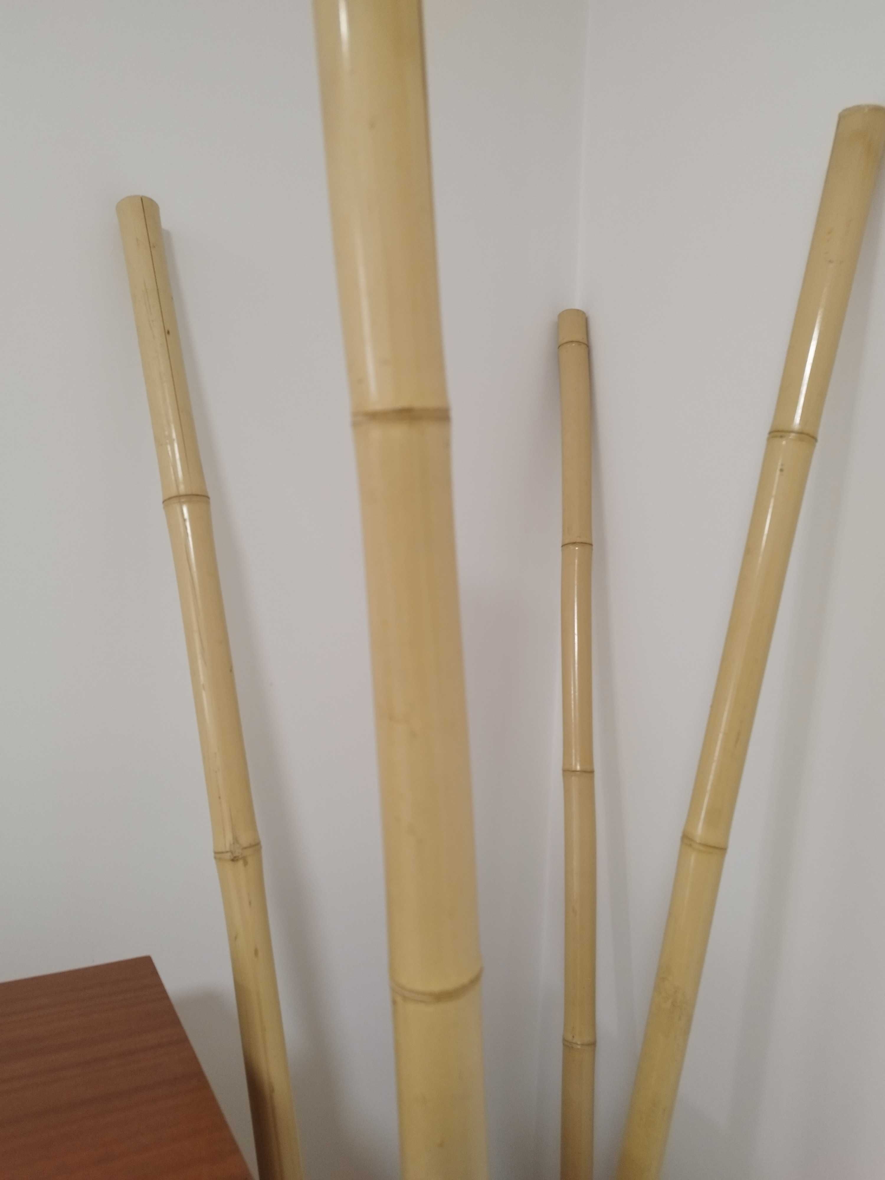 Canas de bambu novas
