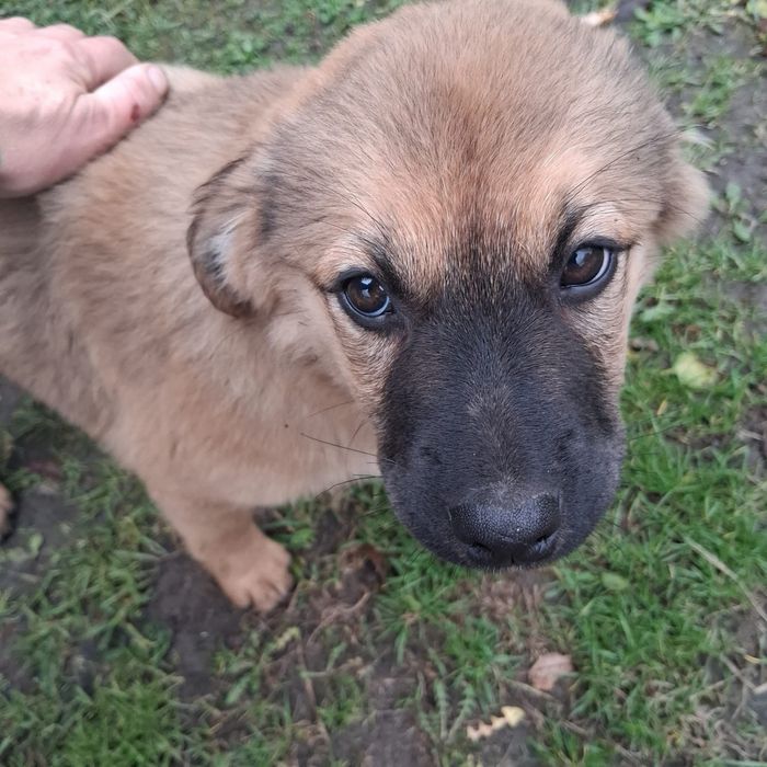 Цуценя Руді шукає дім