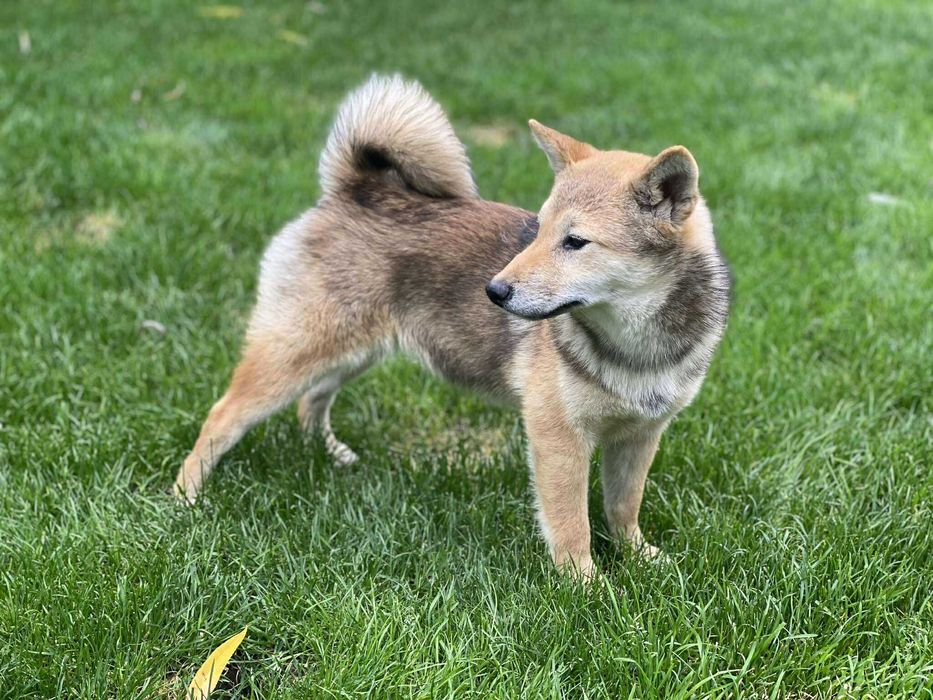 Shiba inu - suczka czerwona