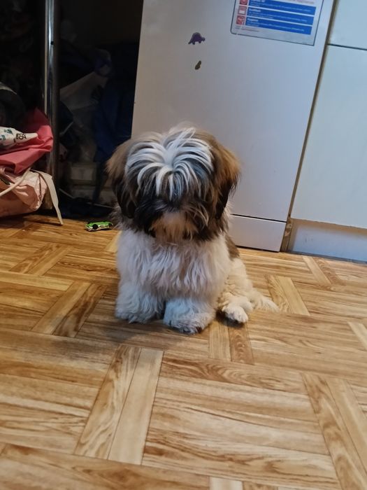 Shih tzu suczka - płatna adopcja