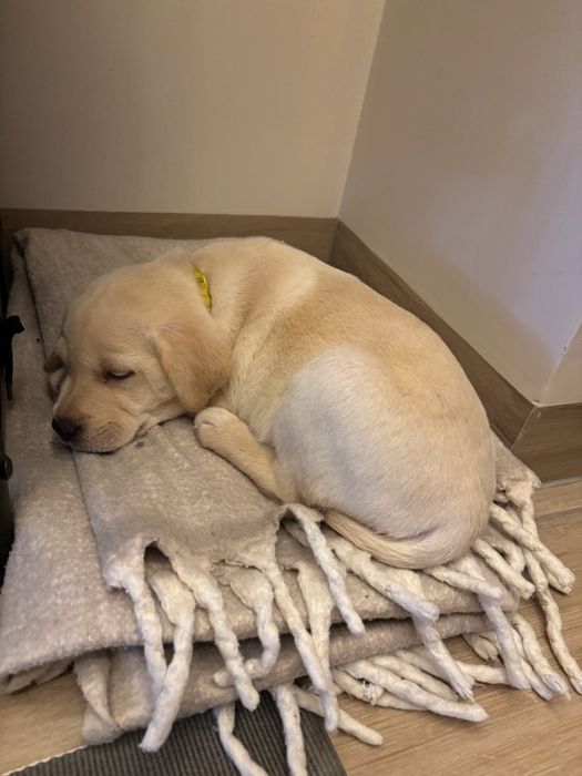 Oddam za darmo  lablador