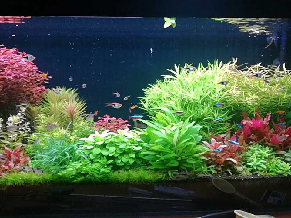 Blyxa Japonica na 2 plan. Hodowla podwodna. Gratisy