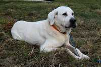 Cudny kochany biały duży pies szuka domu