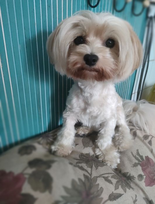 York Yorkshire Terrier Golddust