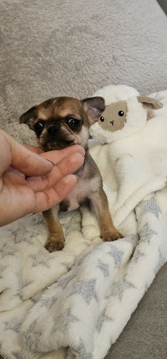 Chihuahua -chłopczyk