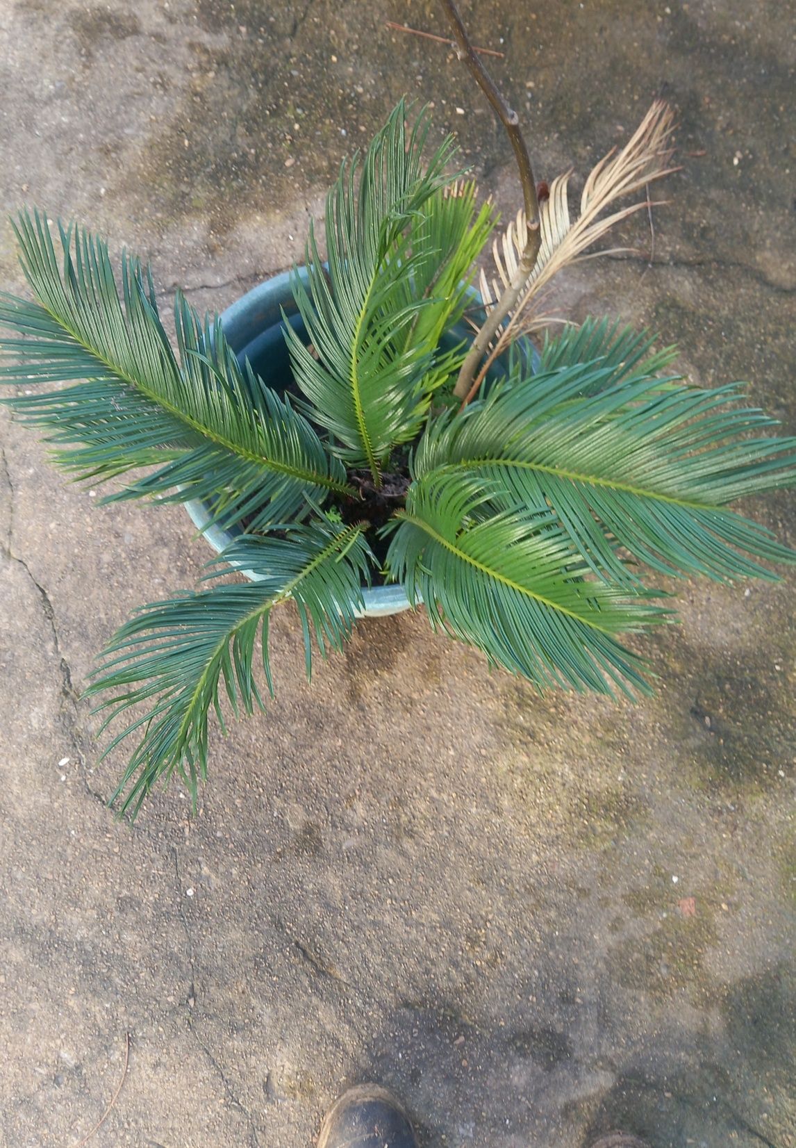 Plantas jardim Sicas , yucas e cedro japones varios tamanhos