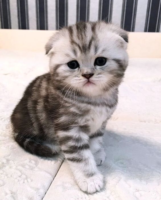 Котенок котята вислоухие прямоухие шотландские британские фолд страйт