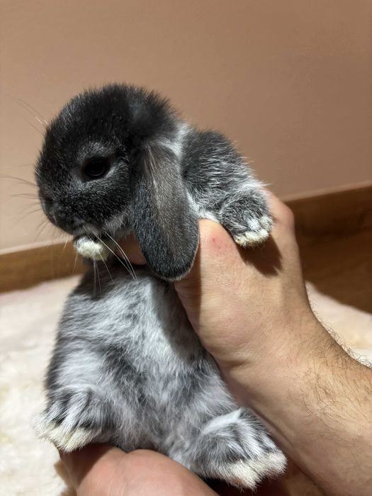 Mini Lop Baranek Karzełek Miniaturka