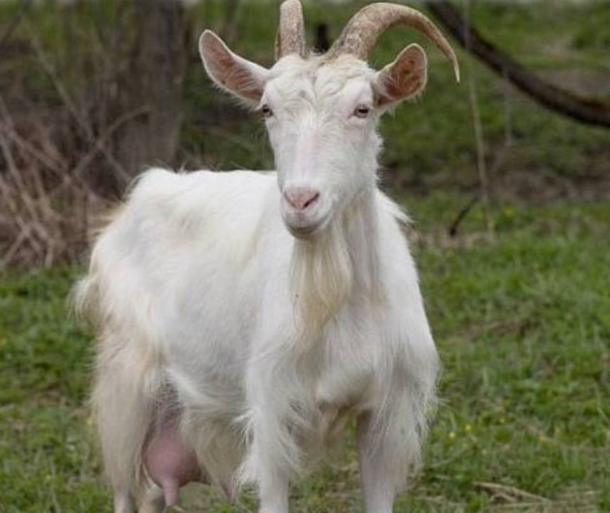 Заанівська молочна коза
