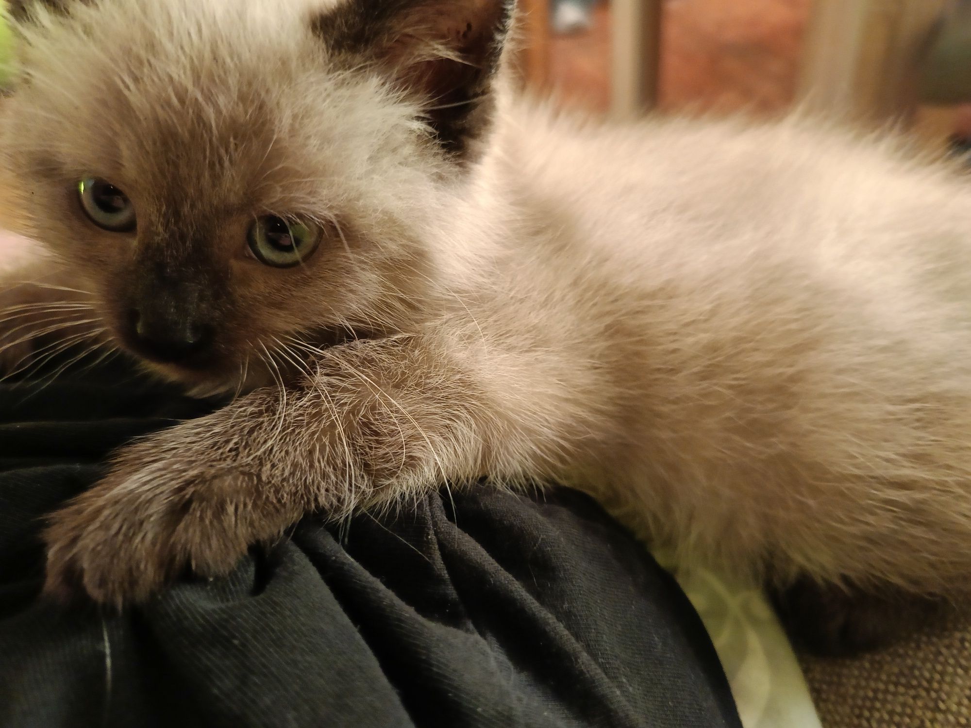 Kotek  kotka ragdoll zapraszam