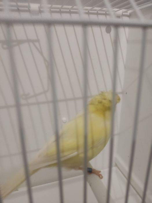 Koroniak niemiecki samiec i samica