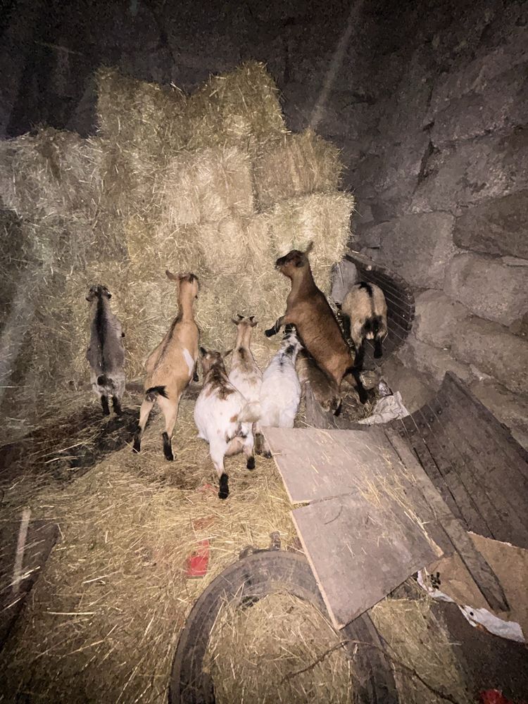 Cabras anã muito meigas