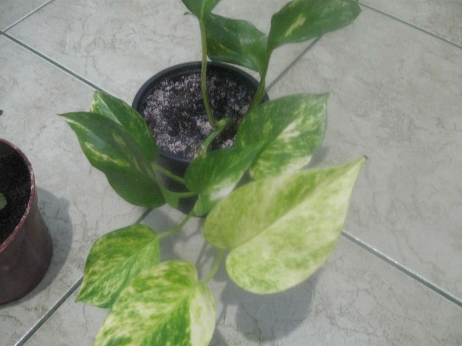 Sprzedam rośliny zielone.