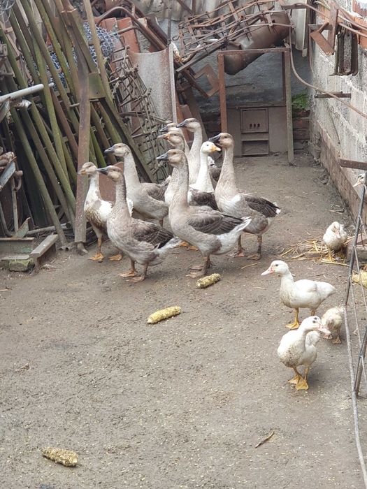 Witam Sprzedam Gęsi