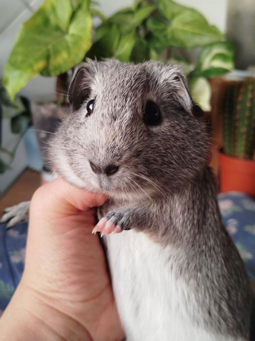 Морська свинка хлопчик