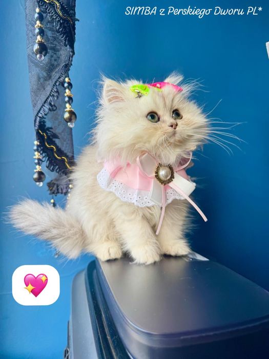 Mała Kotka Kolor Srebna Szynszyla z Rodowodem i Chipem juz Do Odbioru!