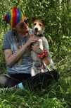 Do adopcji w typie Jack Russell