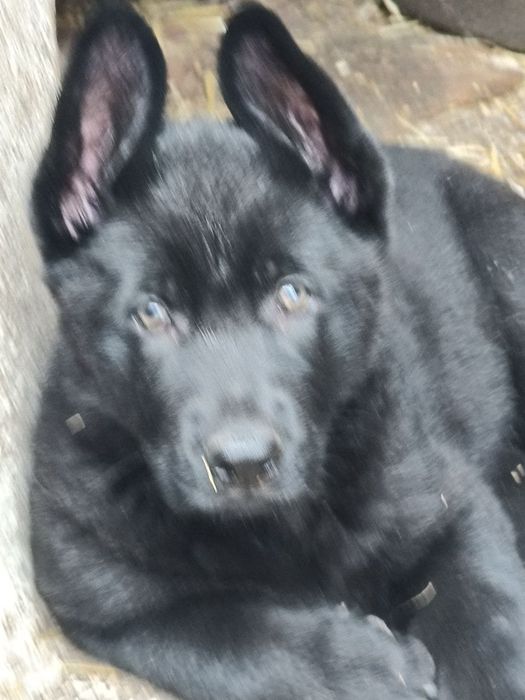 Цуценята німецької вівчарки