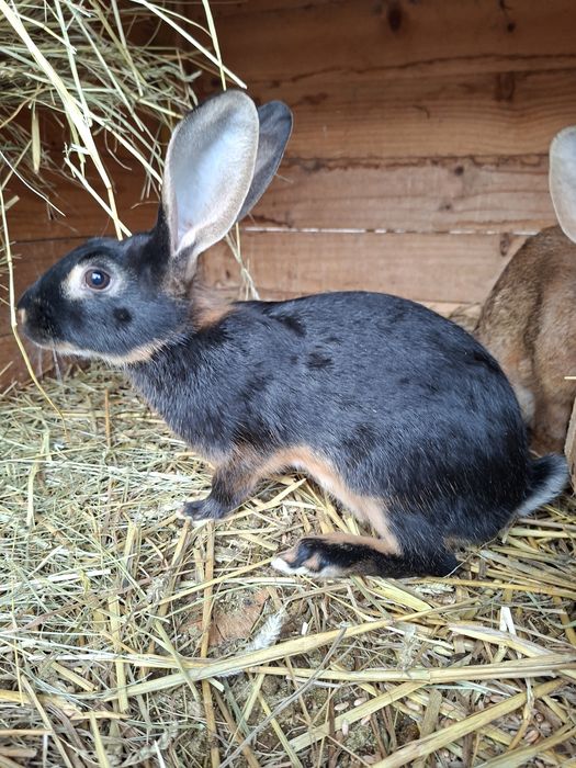 Króliki zajeczaki