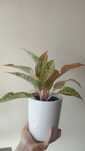 Aglaonema kolorowa roślina doniczkowa domowa