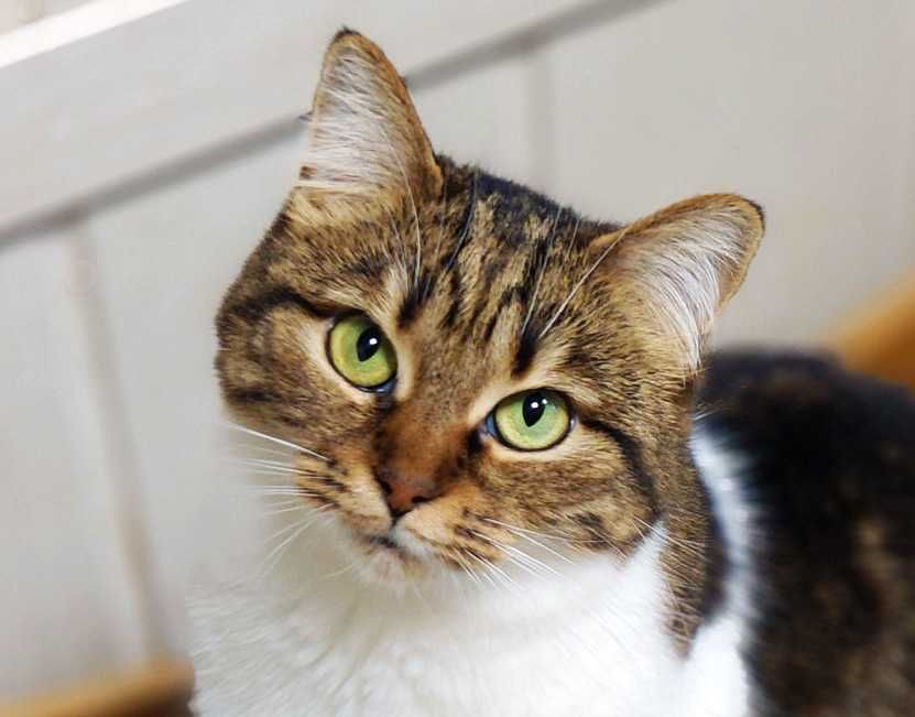 Веста — молода киця з притулку, муркотлива і готова до переїзду