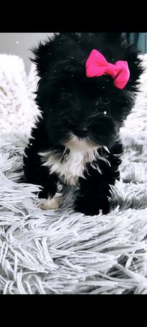 Przepiękna Daphne, czarna sunia Yorkshire Terrier Black