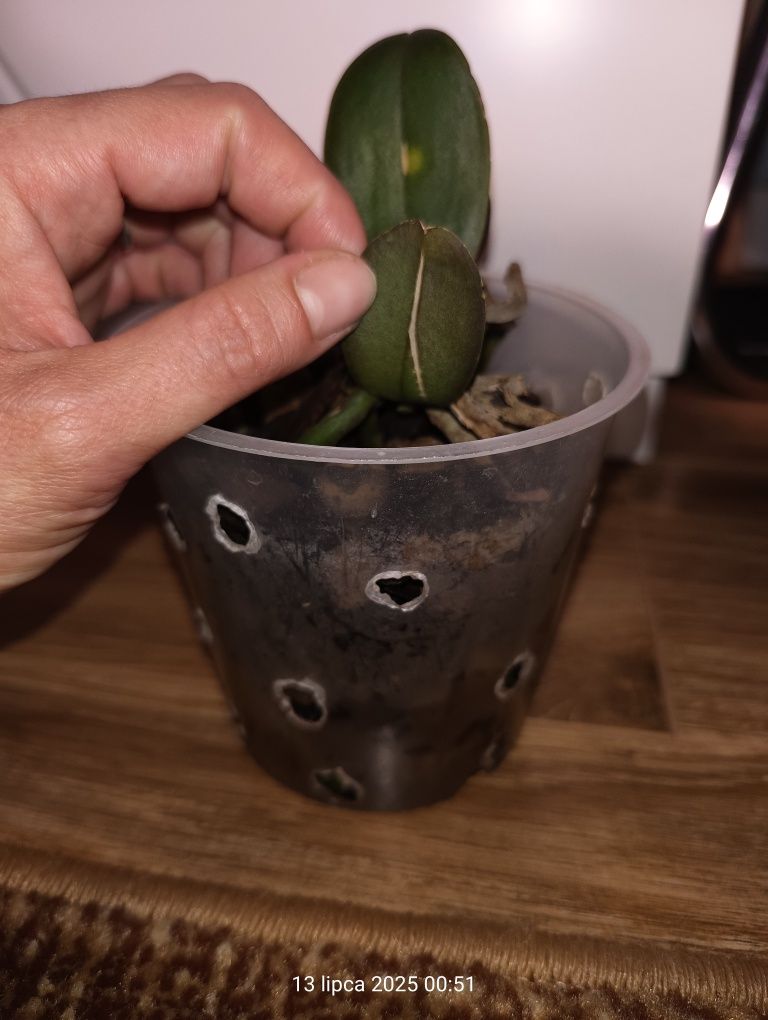 Storczyk z dwoma keikami w kropki