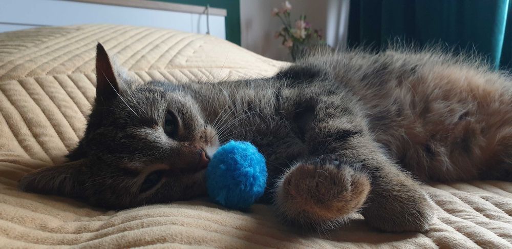 Koko szuka kochającego domku! Stowarzyszenie Częstochowa dla Zwierząt