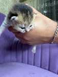 Котята шотландцы