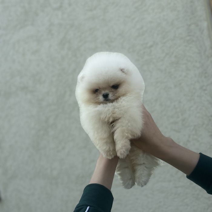 Хлопчик шоу класу тип ведмедика