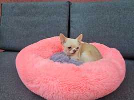 Chihuahua, piesek, 1,5 roku