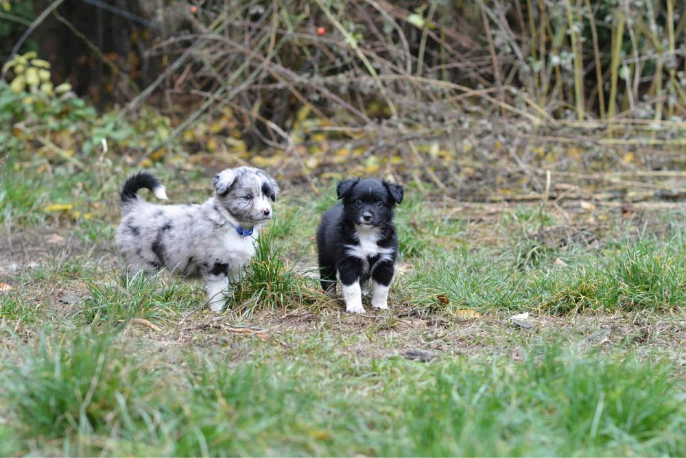 Miniaturowy Owczarek Amerykański