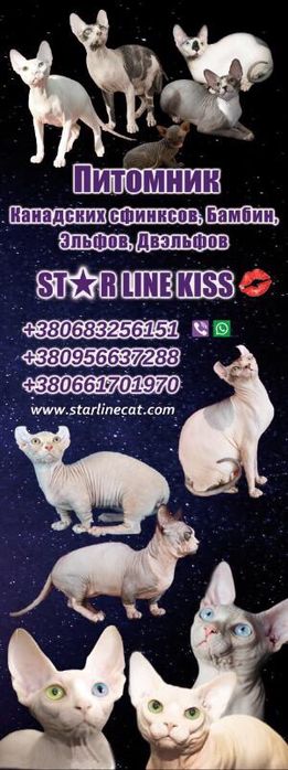 Котята разные породы