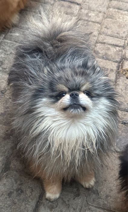 Вяжущий кобель мерле з підпалом