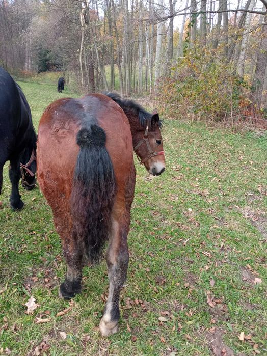 Sprzedam 2 źrebaki rasy PKZ