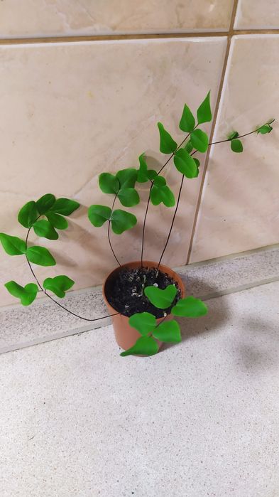 Продам папоротники