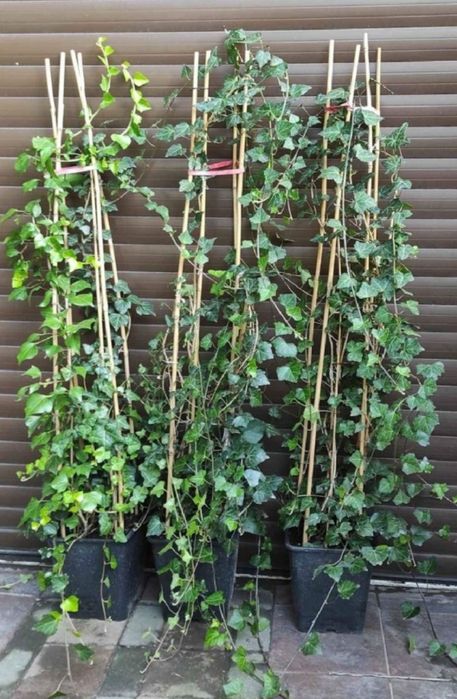 Szybki Żywoplot Bluszcz Hedera Helix