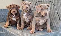 American bully xl piesek nr 3 dobre pochodzenie lil tri