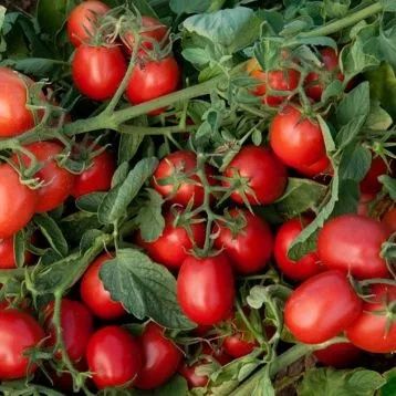 Насіння помідорів та перцю на вагу