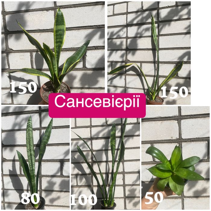 Жасмін Месні, циперус , сансевієрії та ін.