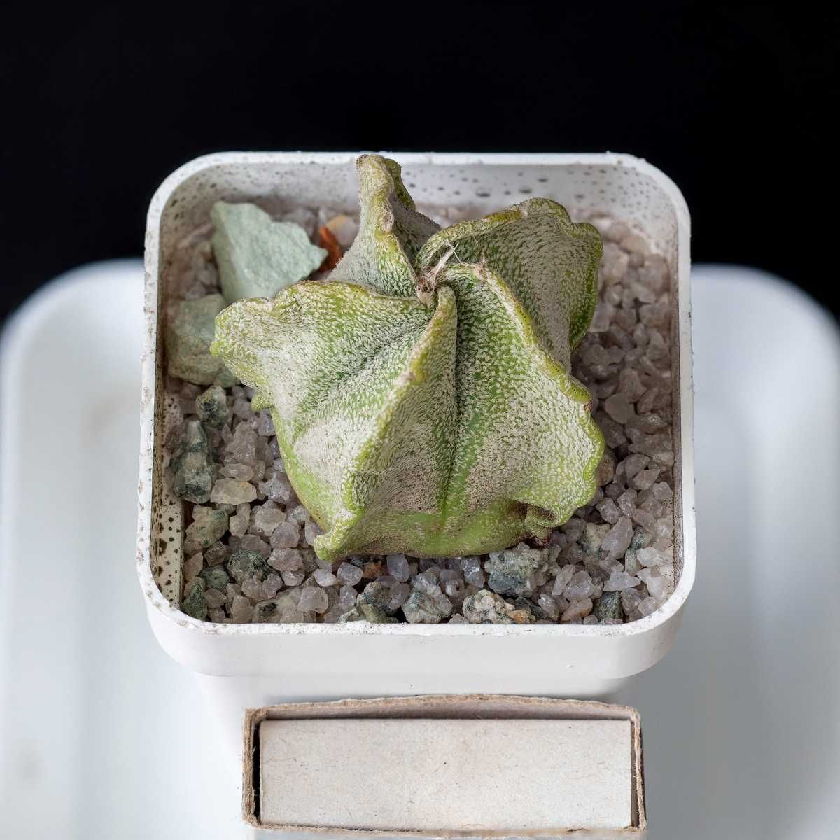 Кактус Астрофитум astrophytum coahuilense myriostigma ornatum орнатум