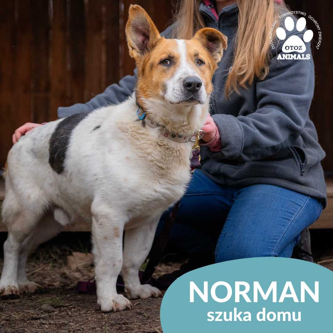 Norman szuka kochającego domu!