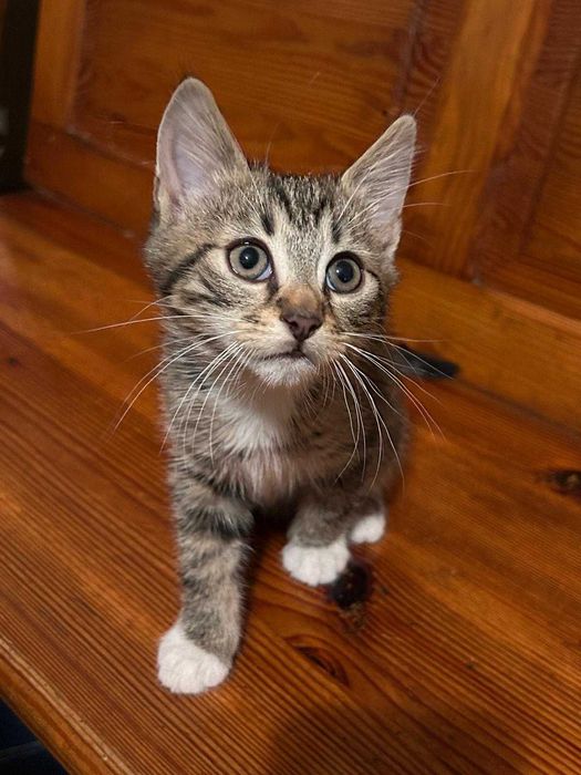 Koty do oddania. Modliborzyce