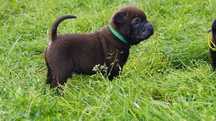 Samiec Shar Pei, czarny z rodowodem,  po zagranicznych rodzicach FCI